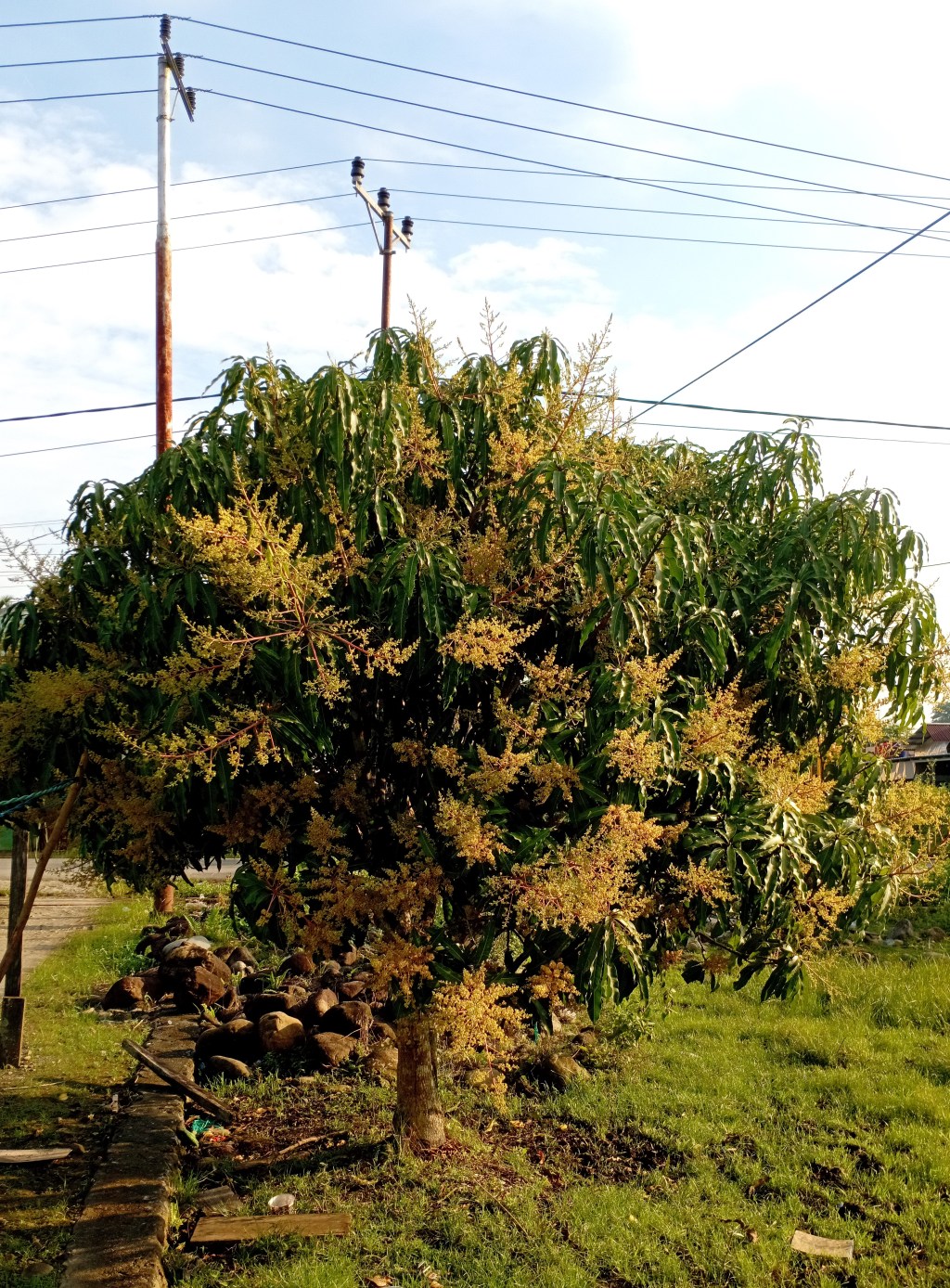 Pohon Hafal Cahaya